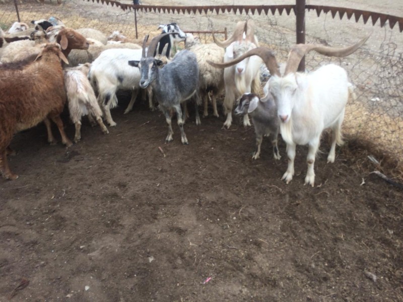 Диагностические мероприятия в Дахадаевском районе