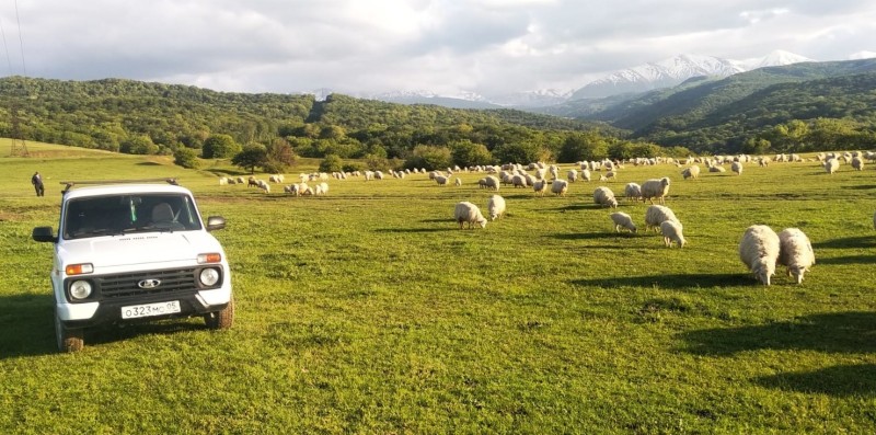 Перегон овцепоголовья на летние пастбища
