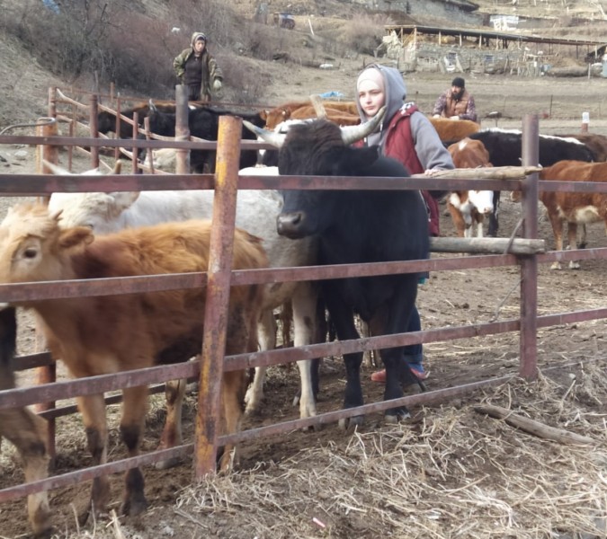 Ветеринарные мероприятия в Чародинском районе