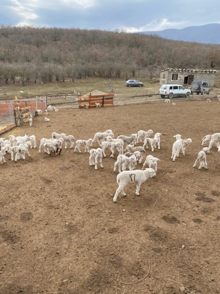 Разъяснения Комитета по ветеринарии РД о случае падежа ягнят в Кулинском районе