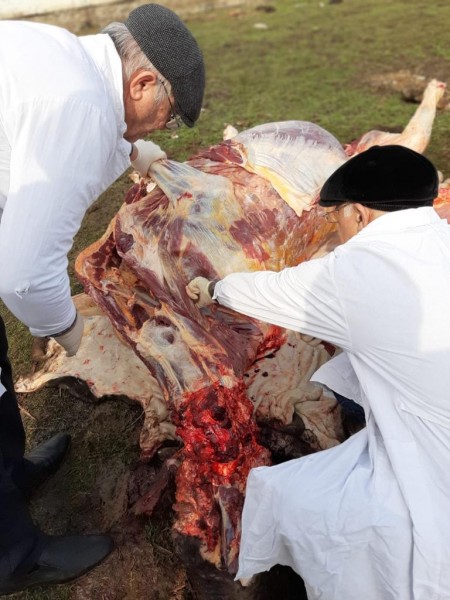 Контрольный забой с целью диагностики туберкулеза крупного рогатого скота