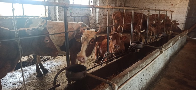 Мониторинговые мероприятия в животноводческих хозяйствах Хасавюртовского района