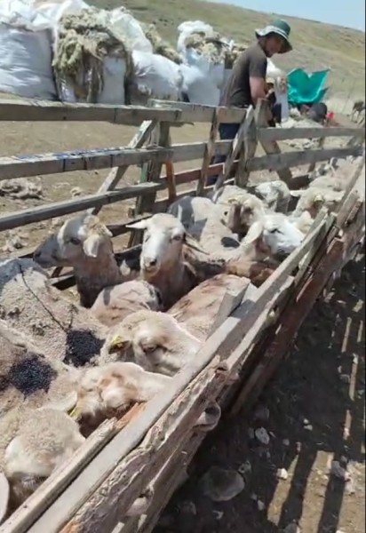 Ветеринарные мероприятия в Акушинском районе