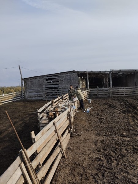 Плановые ветеринарные мероприятия