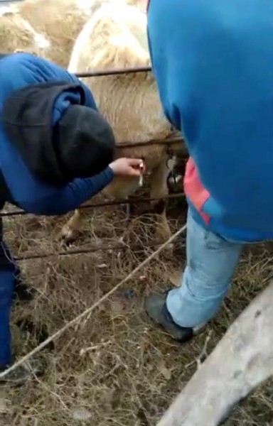 Мероприятия в Карабудахкентском районе