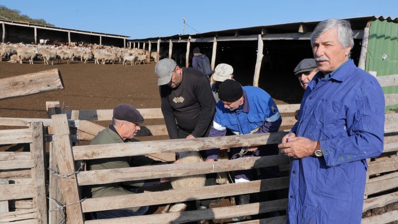 В Карабудахкентском районе проводятся мероприятия по подготовке поголовья к перегону