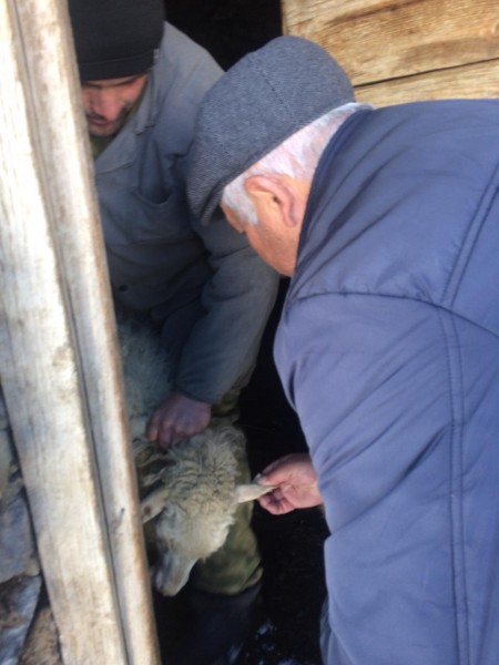 Противоэпизоотические мероприятия в южных районах