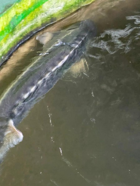 Выпуск молоди кутума