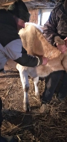 Противоэпизоотические мероприятия в республике