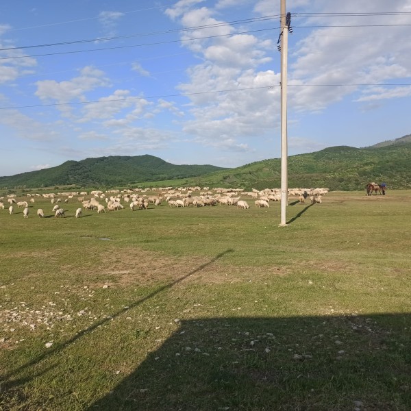 Перегон скота на летние пастбища по территории Казбековского района