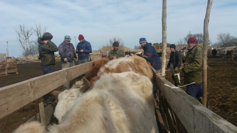 Ветеринарные мероприятия в хозяйствах республики
