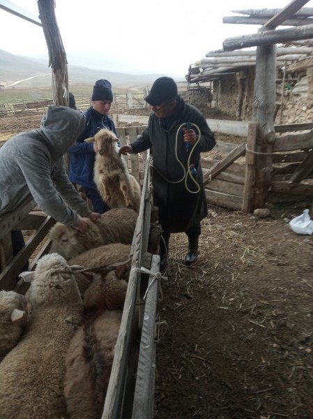 Подведение итогов работы ветеринарной службы Буйнакского района