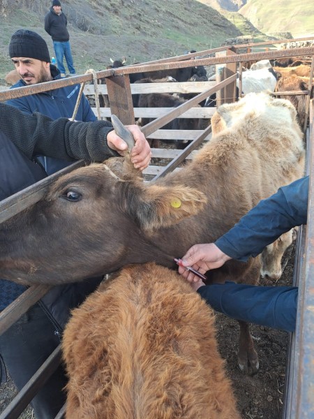 Ветеринарные мероприятия в Курахском районе