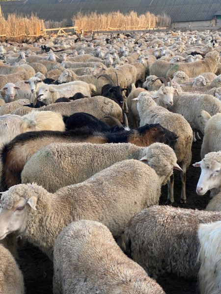 Ветеринарные мероприятия в Гунибском районе