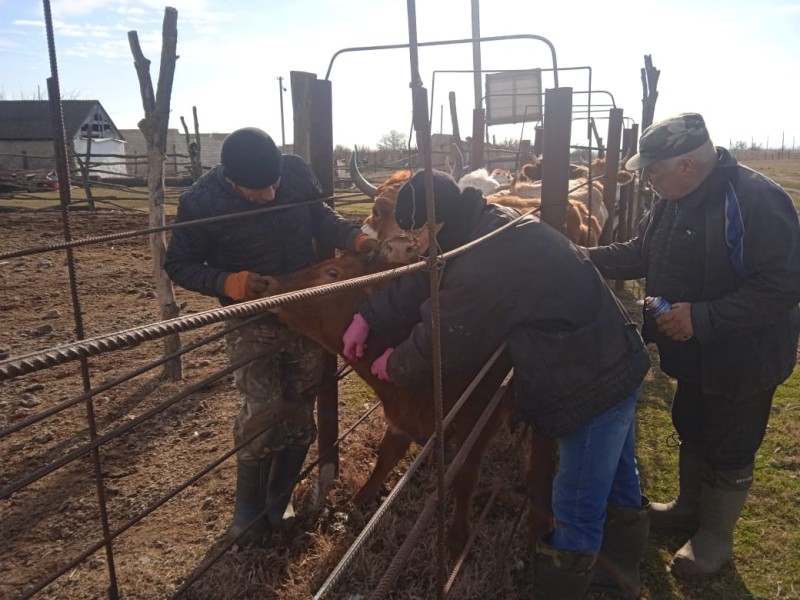 Ход выполнения плановых ветеринарных мероприятий в хозяйствах республики