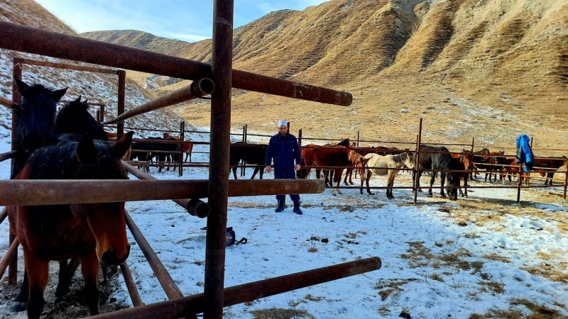 Ветеринарно-профилактические мероприятия в Гунибском районе