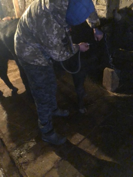 В населенных пунктах Чародинского района идут профилактические, диагностические ветеринарные мероприятия