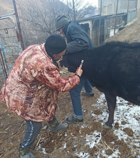 Противоэпизоотические мероприятия в республике