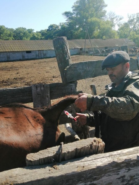 В Хунзахском районе продолжаются весенние ветеринарно-профилактические мероприятия