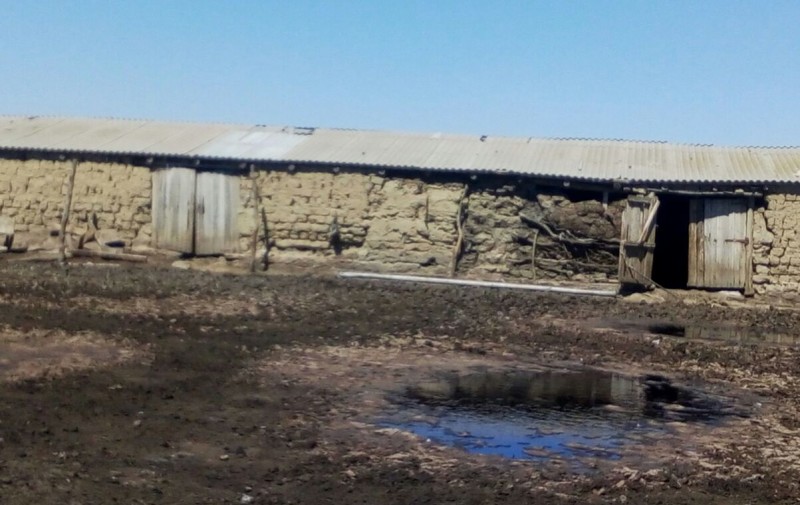 В Тарумовском районе выявлено незарегистрированное в ветеринарной службе животноводческое хозяйство