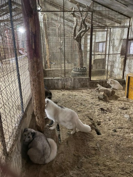 ДРОО Развития «Право на жизнь» передала новым  владельцам 11 собак