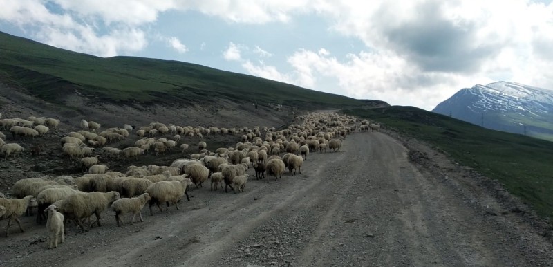 Перегон овцепоголовья на летние пастбища