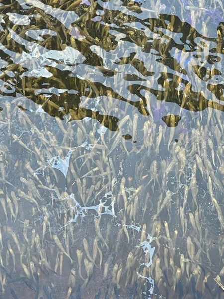 Выпуск молоди кутума