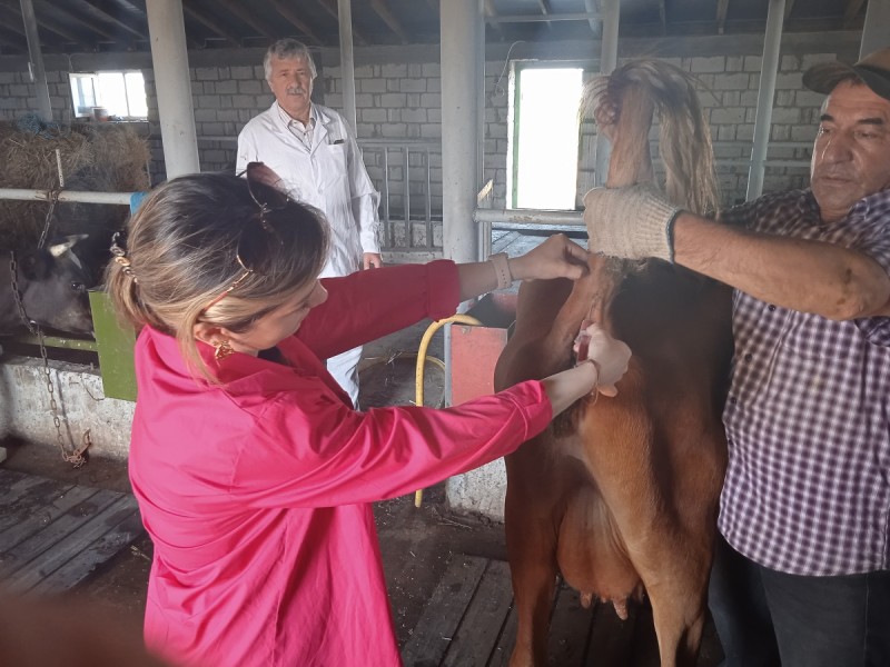 Выездные ветеринарные мероприятия