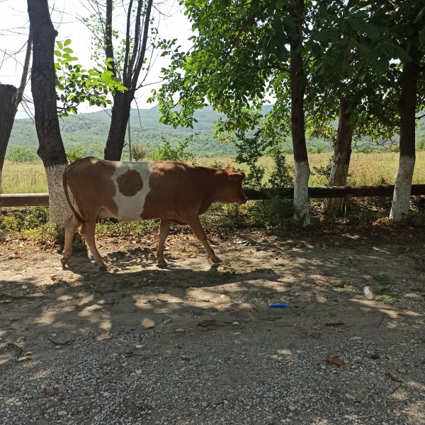 Рассмотрение жалобы гражданина с. Дылым