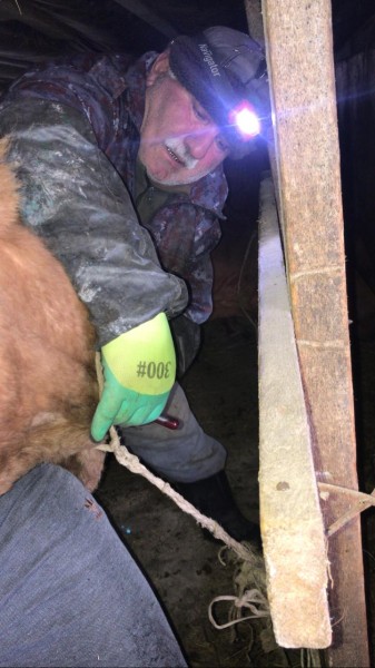 В населенных пунктах Чародинского района идут профилактические, диагностические ветеринарные мероприятия