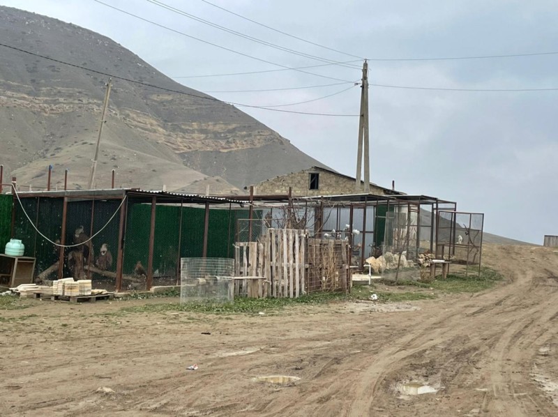 ДРОО Развития «Право на жизнь» передала новым  владельцам 11 собак