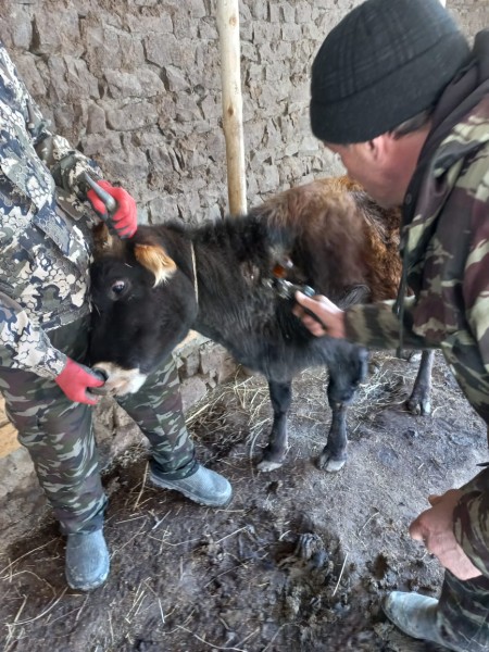 Ход выполнения плановых ветеринарных мероприятий в хозяйствах республики