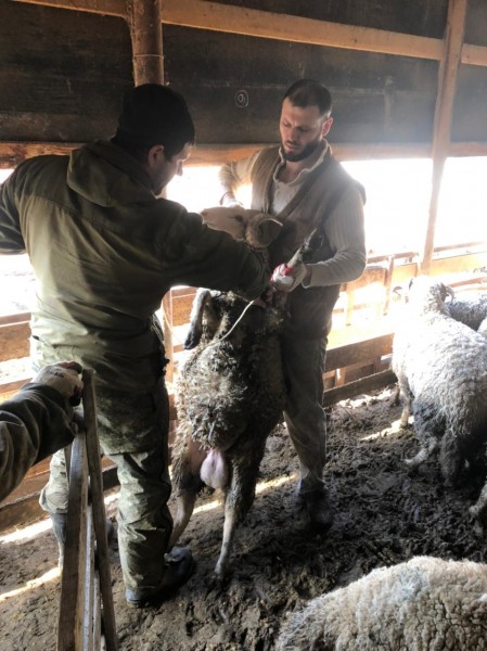 Ветеринарные мероприятия в Буйнакском районе