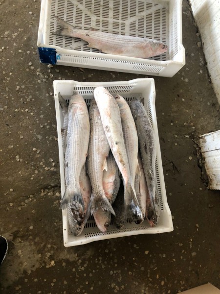 Выданы ветеринарно-регистрационные удостоверения по результатам обследования в п. Сулак