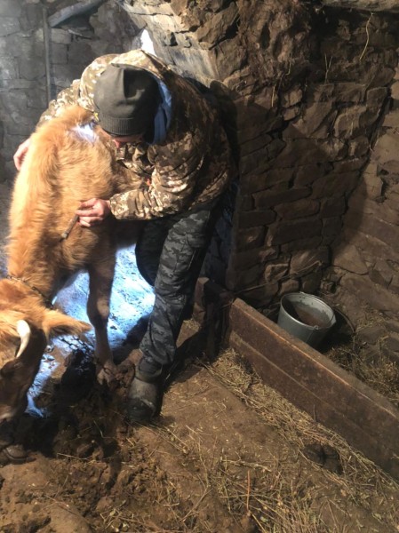 В населенных пунктах Чародинского района идут профилактические, диагностические ветеринарные мероприятия