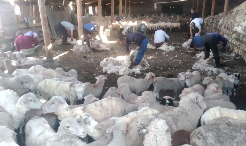 Перегон овцепоголовья на летние пастбища