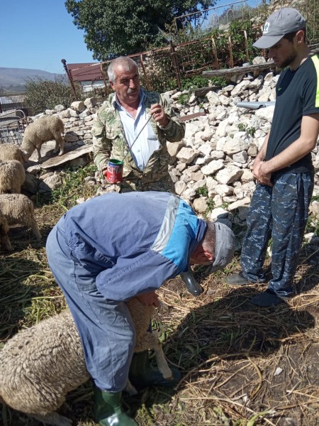 Перегон овец с летних на зимние пастбища в Хунзахском районе