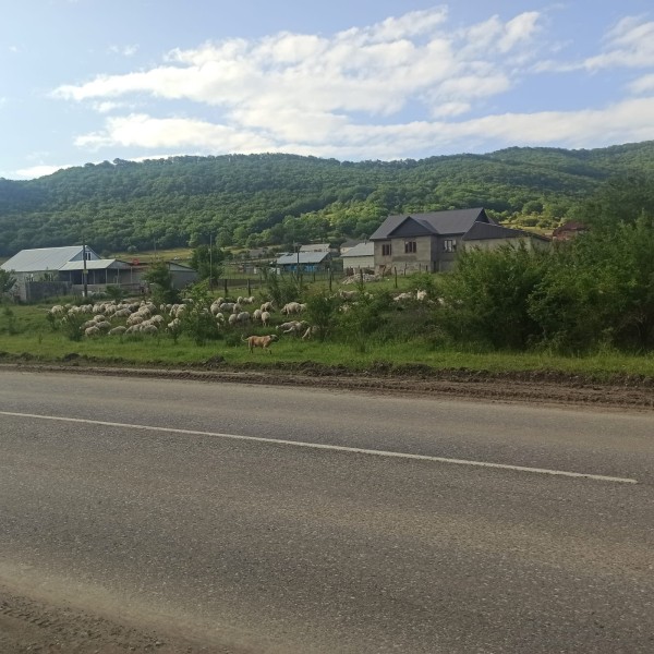 Перегон скота на летние пастбища по территории Казбековского района