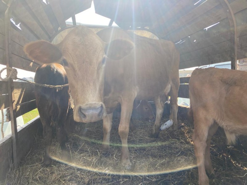 Мониторинговые мероприятия на рынках Хасавюртовского района