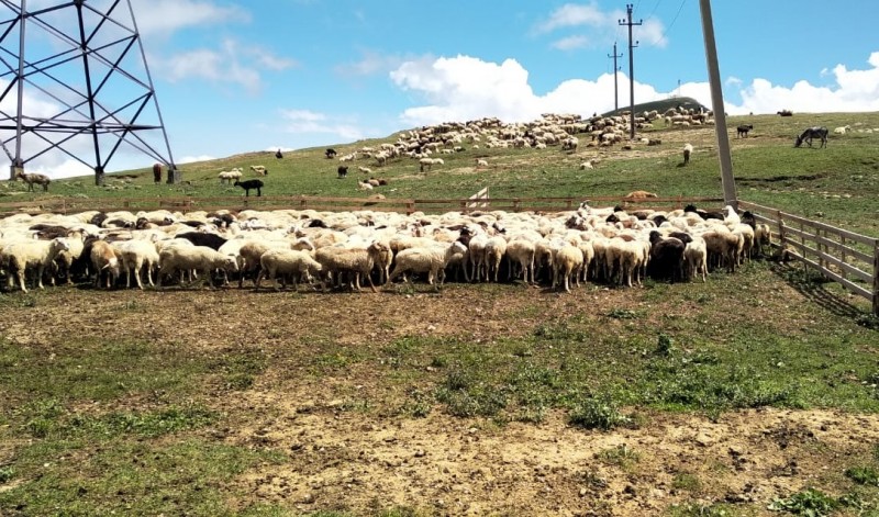 Трудности на пути перегона
