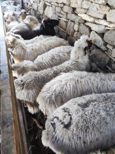 Осенние ветеринарные мероприятия в районах республики