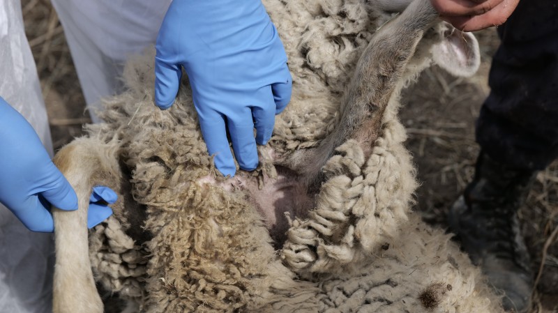 Учения по ликвидации условного очага оспы овец