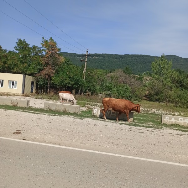 Рассмотрение жалобы гражданина с. Дылым