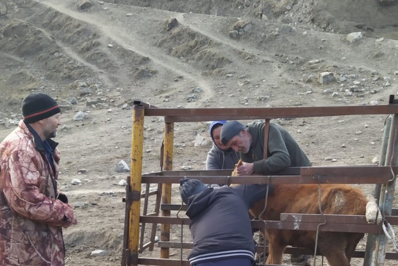 Ветеринарные мероприятия в Чародинском районе