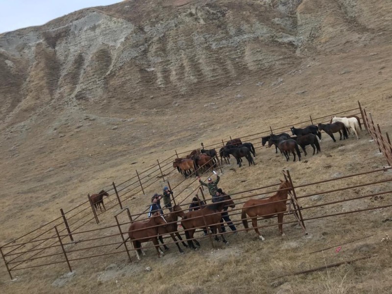 Ветеринарные мероприятия в хозяйствах Гунибского района
