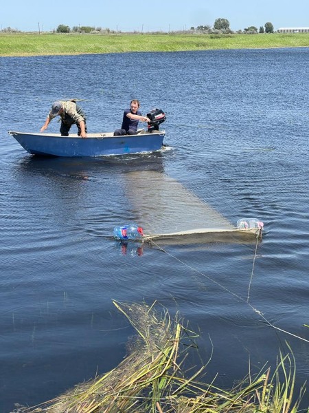 Выпуск молоди кутума