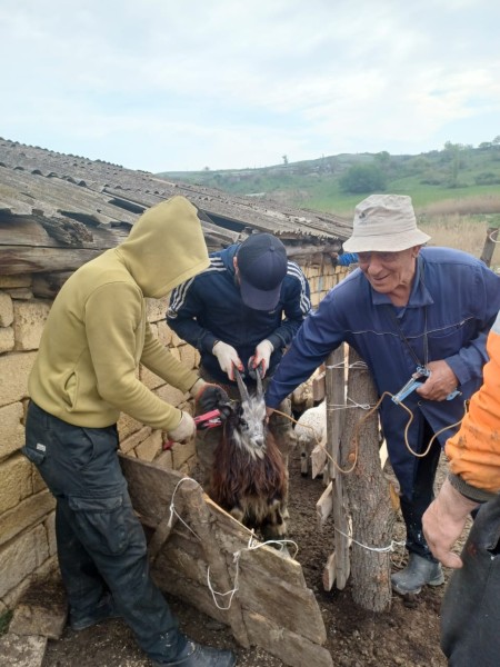 Ветеринарные мероприятия в Курахском районе
