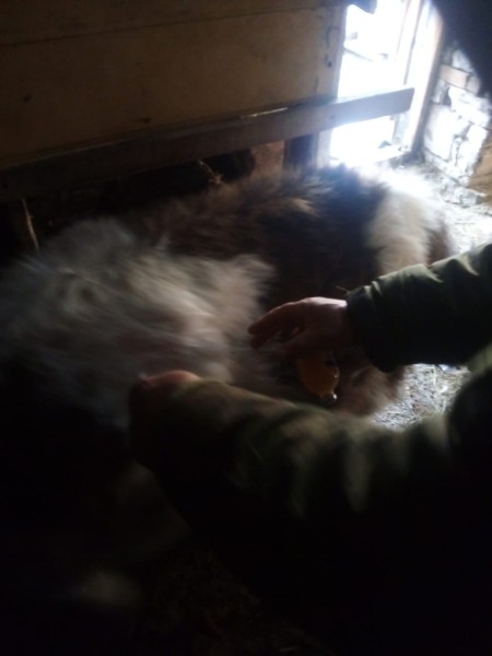 Ветеринарные мероприятия Агульском районе