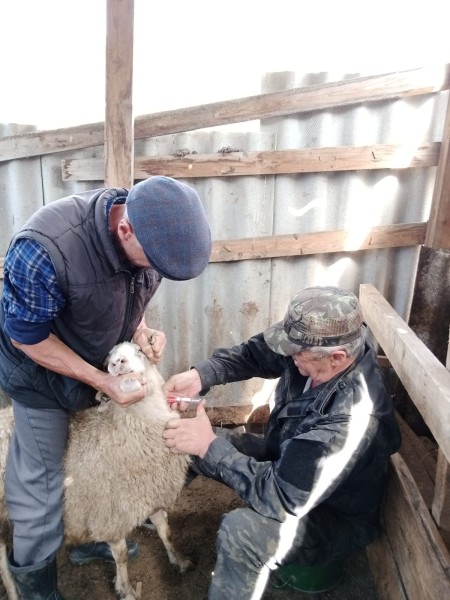 Активная пора ветеринарных мероприятий