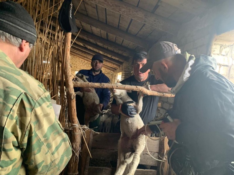 Профилактические и диагностические ветеринарные мероприятия в Тляратинском районе